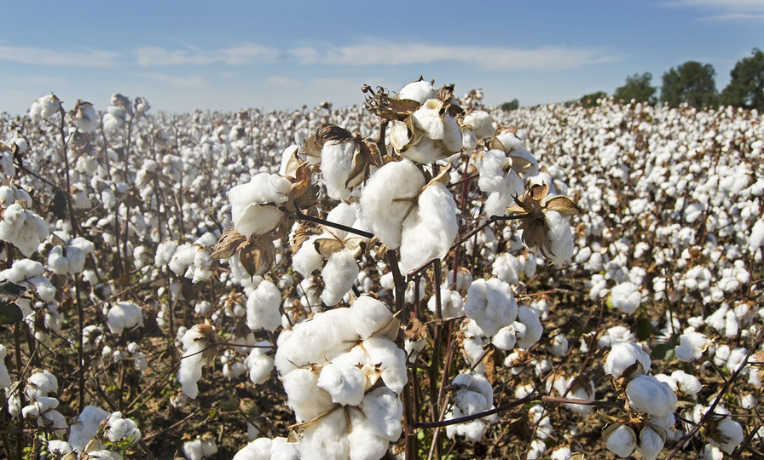 cotton field